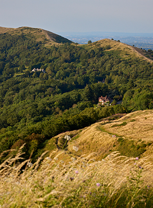 Rolling Malvern Hills with verdant woodland and golden grassland under evening light in Worcestershire countryside